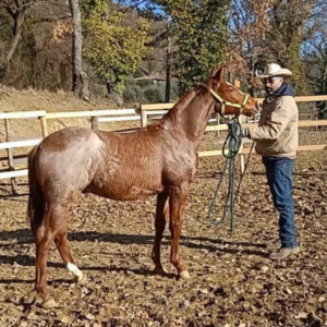 IQ Rohan PineWood Yearling Quarter Horse con Giulio Negri Scuderia della Serra