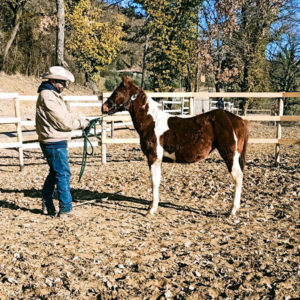 MC Gunnadeltas Yearling Paint Horse con Giulio Negri Scuderia della Serra