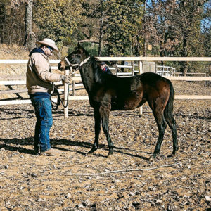 Melita Killer Yearling puledra Paint Horse con Giulio Negri Scuderia della Serra