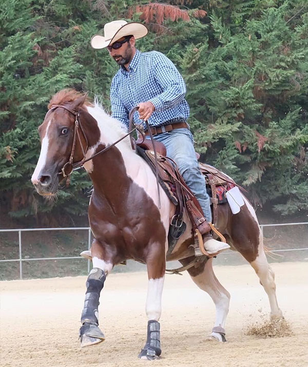 Scuderie della Serra partnership: Giulio Negri performance horse, trainer e breeding a cavallo