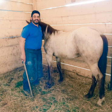 Pareggio dello zoccolo del puledro quarter Horse Iq Rohan Pinewood Yearling, Scuderie della Serra, Villa Valentina