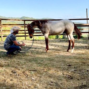 Iq Rohan Pinewood foal, Quarter Horse stud farm Scuderie della Serra, Villa Valentina Spa