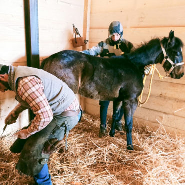 Filly Melita Killer Yearling, Quarter Horse breeding hoof trimming with farrier Emiliano, Villa Valentina Spa