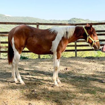 Paint Horse stud farm, Scuderie della Serra, Mc Gunnadeltas Yearling filly, Villa Valentina