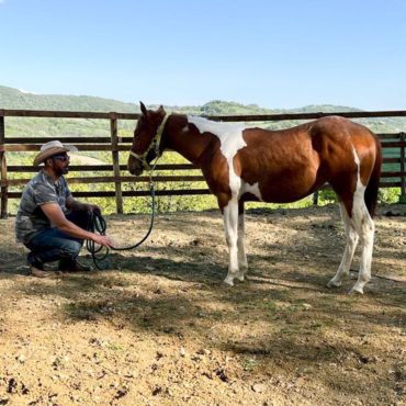 Mc Gunnadeltas Yearling foal, Paint Horse stud farm Scuderie della Serra, Villa Valentina Spa