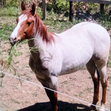 Puledro Quarter Horse Red Rohan Iq Rohan Pinewood Yearling, Scuderie della Serra, Villa Valentina