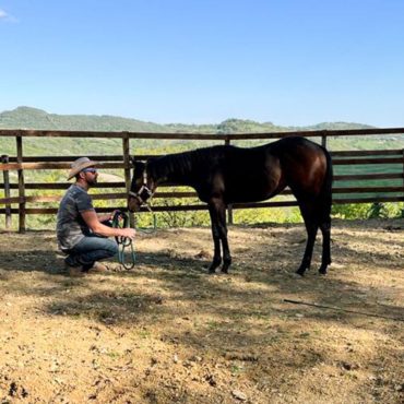 Melita Killer Yearling filly, Quarter Horse stud farm Scuderie della Serra, Villa Valentina Spa
