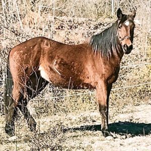 Fattrice argentina di 20 anni, scuderie della Serra, Villa Valentina